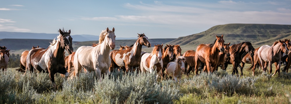 Image by Adobe Stock