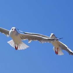 Image by Adobe Stock