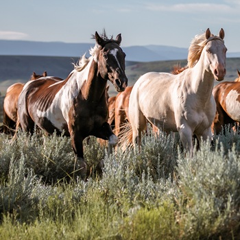 Image by Adobe Stock